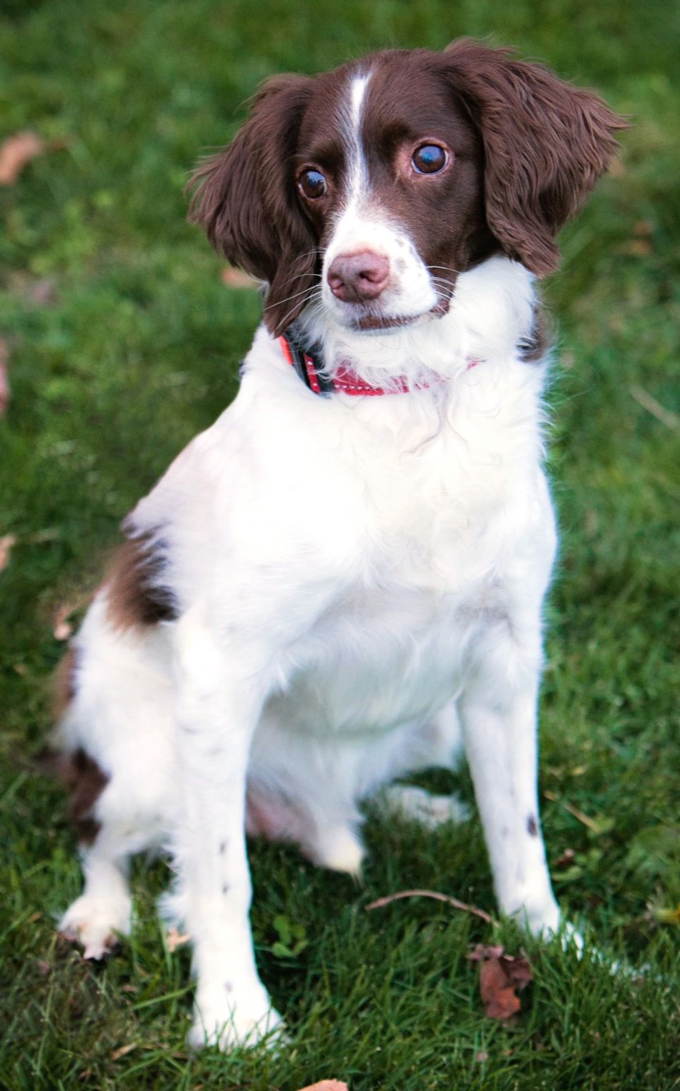 dog, rescue, american brittany rescue